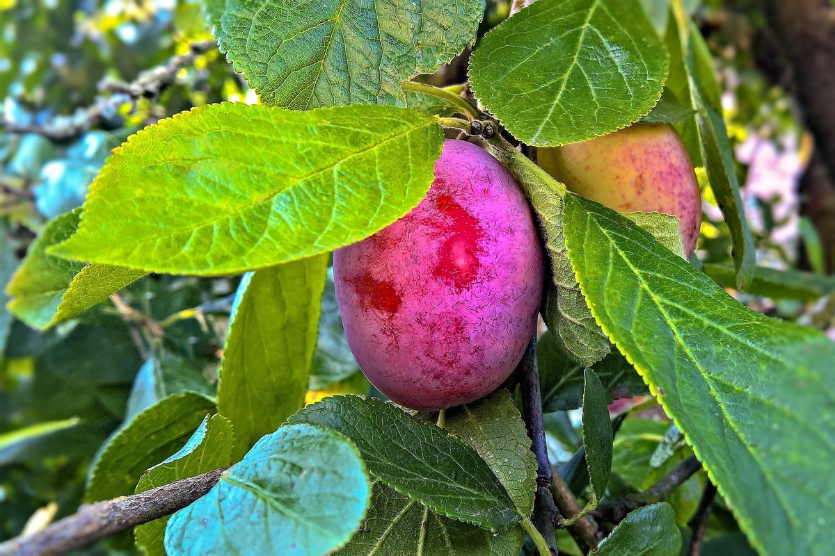 Como plantar ameixa roxa pelo caroço