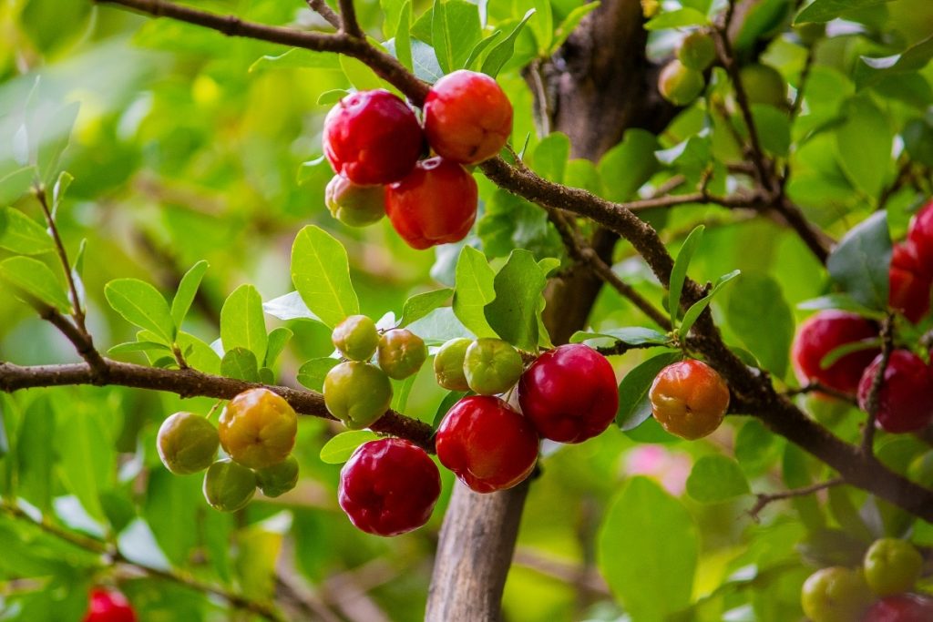 Como Cultivar Acerola E Fazer Um Suco Delicioso Confira As Melhores Dicas