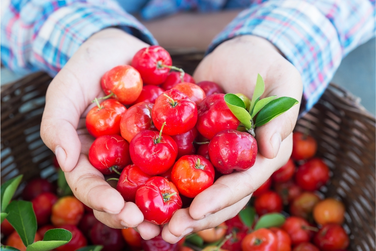 Como Cultivar Acerola E Fazer Um Suco Delicioso Confira As Melhores Dicas