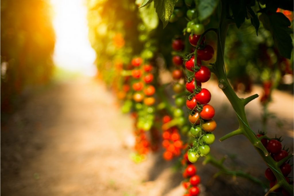 Como Cultivar Tomate Cereja Org Nico Confira Dicas Essenciais