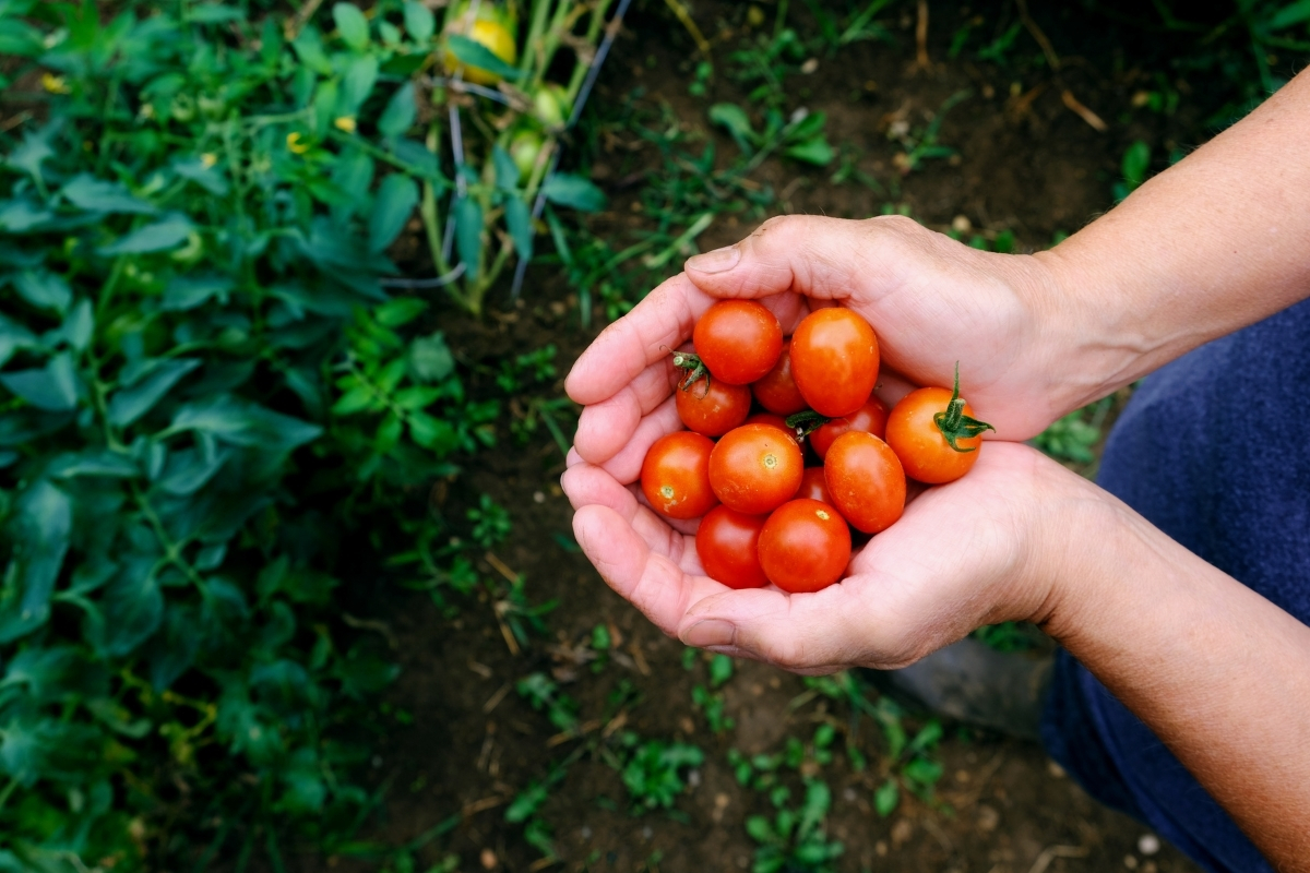 Como Cultivar Tomate Cereja Org Nico Confira Dicas Essenciais