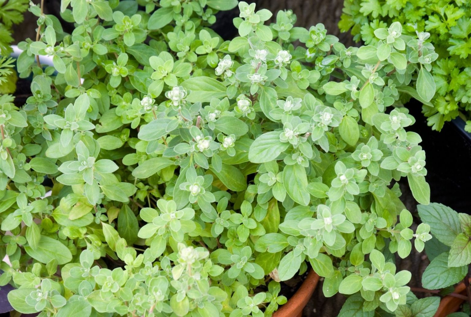 Como Cultivar Manjerona E Saiba Como Ter Todos Os Benef Cios