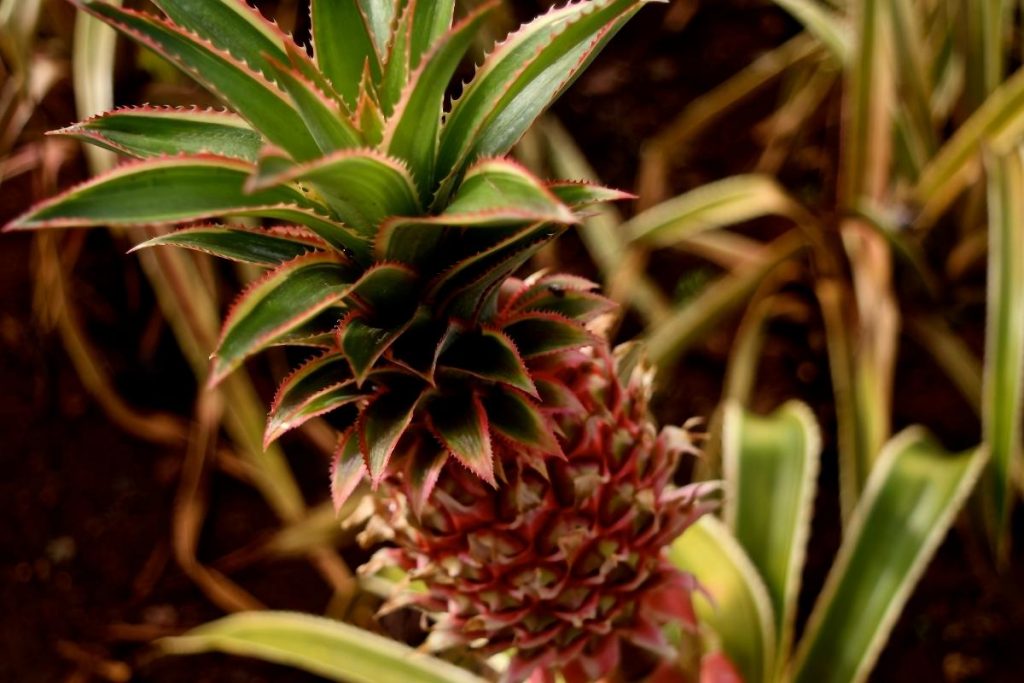 Como cultivar abacaxi veja tudo que você precisa saber