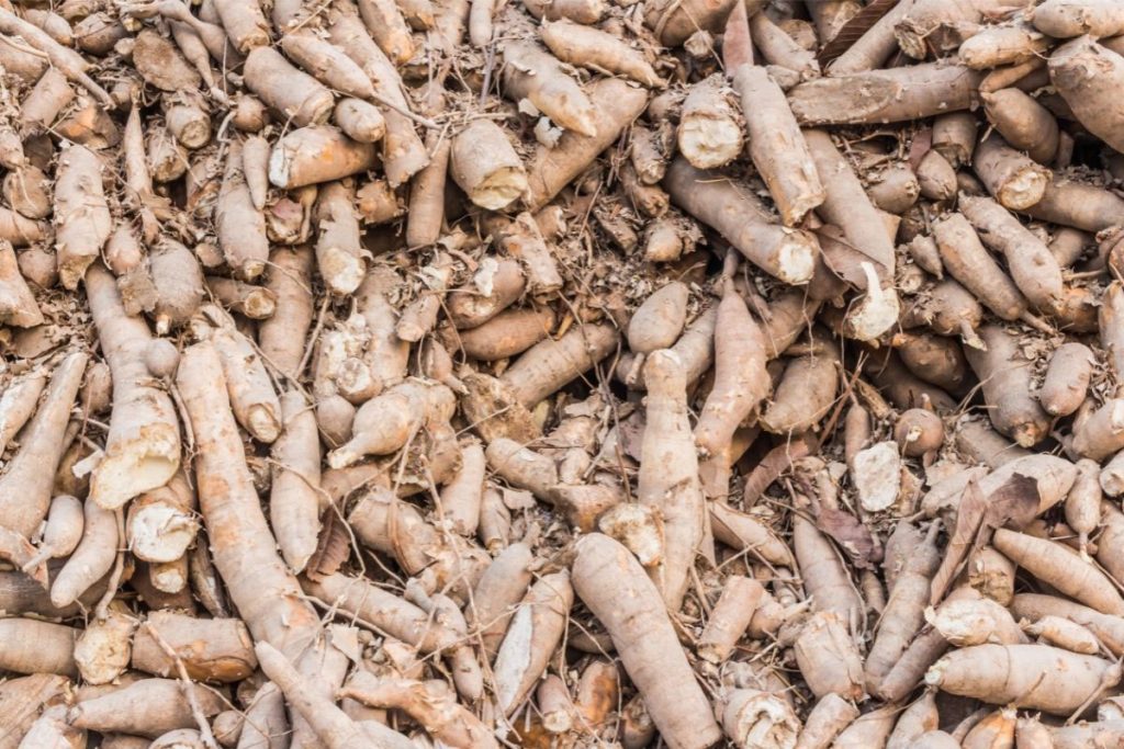 Como escolher mandioca macia e fácil de cozinhar Gostosa e macia