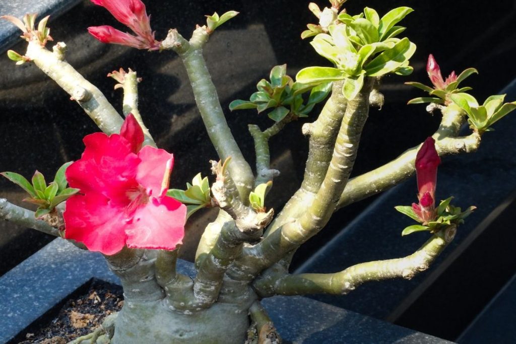 Como Fazer Um Adubo Para Rosa Do Deserto Veja Dicas Infl Veis