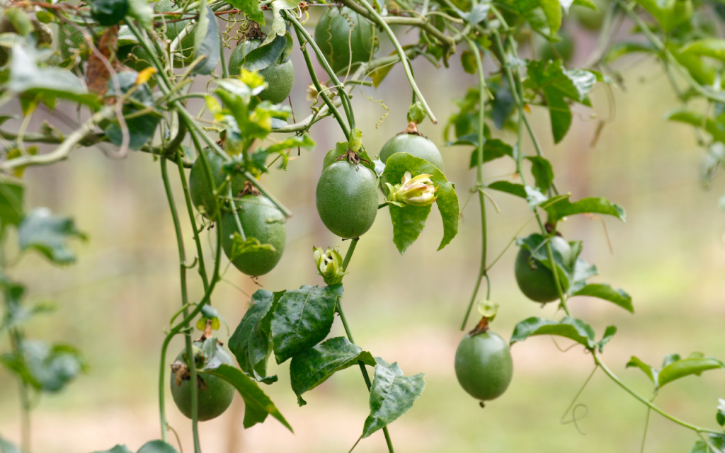 Saiba Como Cultivar Maracuj Delicioso E Muito Bonito