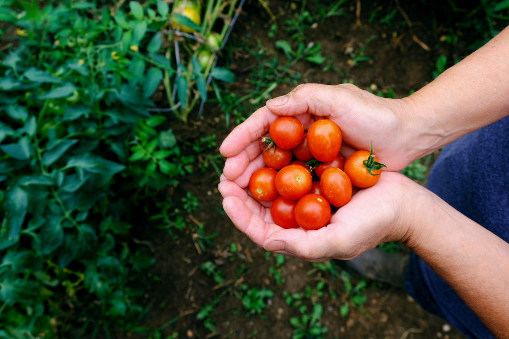 Saiba Como Cultivar Tomate Cereja Em Vaso Horta Jardim Cia