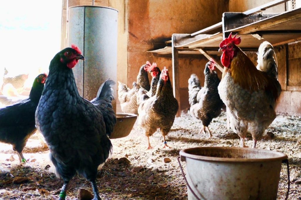 Como adubar a terra usando cama de frango Conheça os benefícios