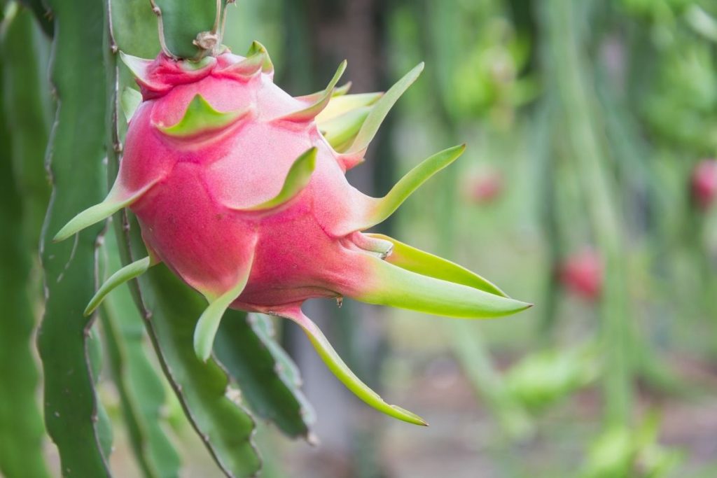 Como Cultivar Pitaya Org Nica No Vaso E Ter Uma Planta Saud Vel Para