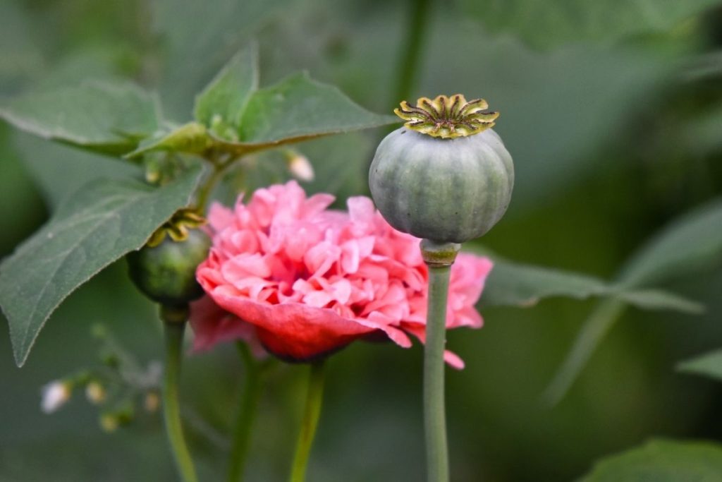 Abortamento De Flores Saiba Porque Ele Acontece E Como Resolver