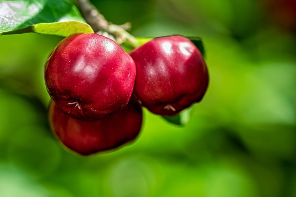 Fruta no pé Aprenda como fazer muda de acerola para cultivar no seu