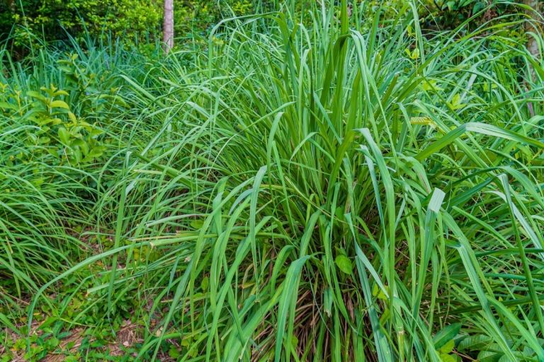 Veja Plantas Que Afastam Baratas Se Livre Desse Inseto De Maneira Natural