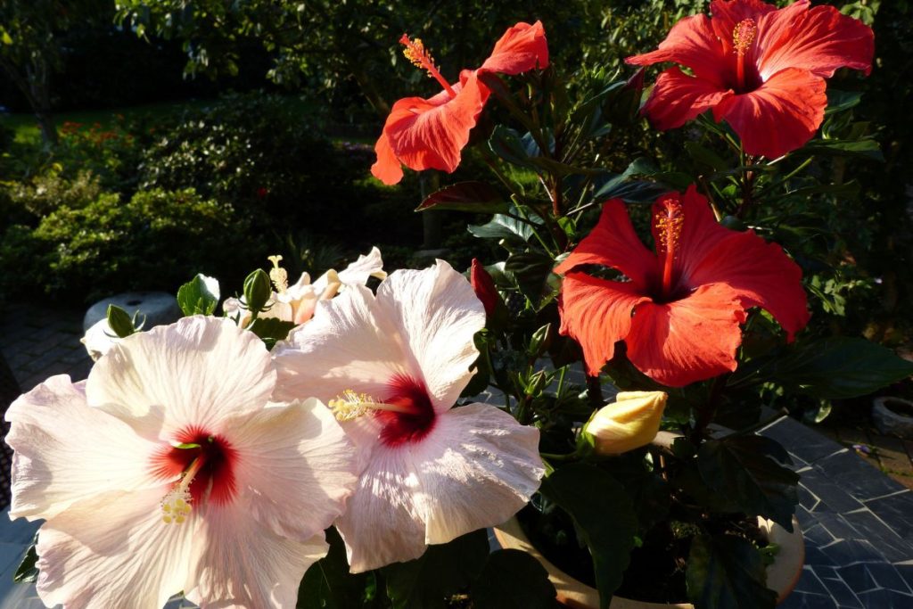 Seu Hibisco N O D Flor Saiba O Que Necess Rio E Quanto Tempo Demora