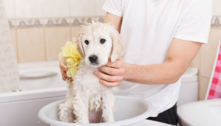 Banho e tosa em cachorros: entenda a importância e saiba como fazer