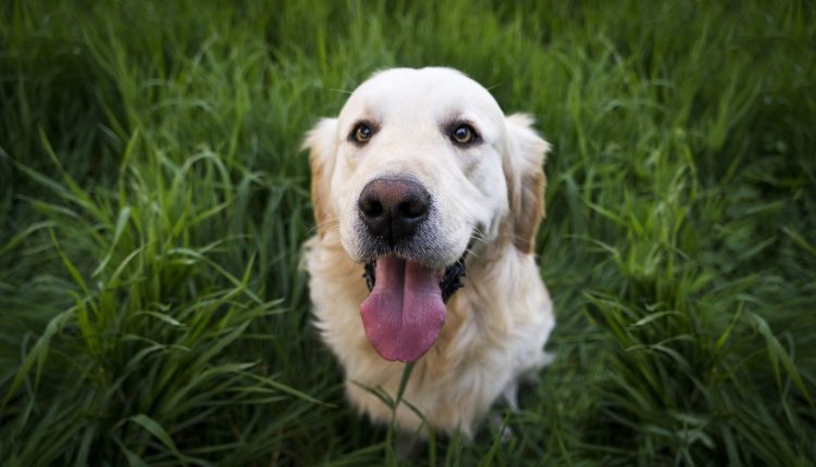 Quer saber quais são as 7 raças de cachorros mais obedientes? Leia agora