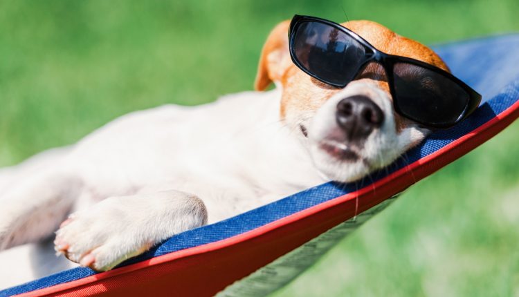 Por que o cachorro gosta de ficar no sol? Descubra agora