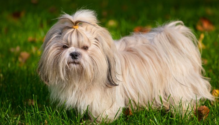 Veja 3 raças de cachorros que mais embolam os pelos: aprenda dicas para desatar os nós