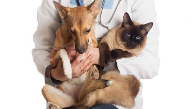 Saiba mais sobre a castração de pets: riscos e benefícios