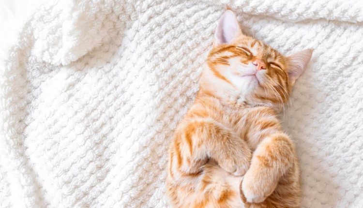 Gatos dormem muito: preguiça ou apenas gato sendo gato?