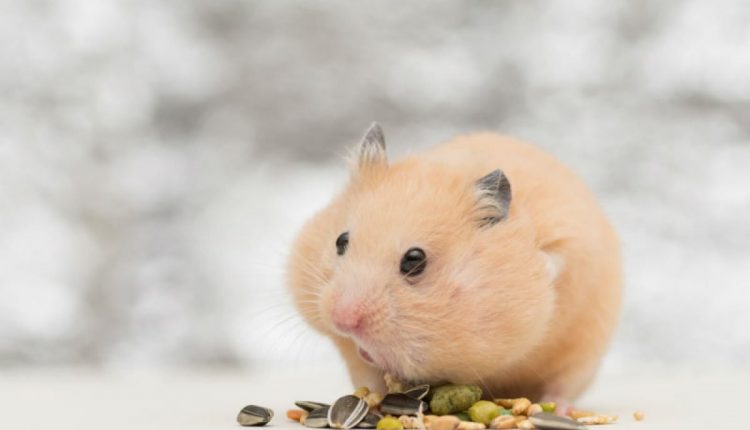 Hamster como animal de estimação: saiba como cuidar desse pet
