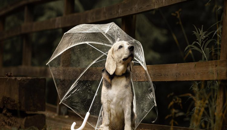 Aprenda 5 dicas para proteger seu cachorro do contato com águas da chuva. (Imagem: IG)