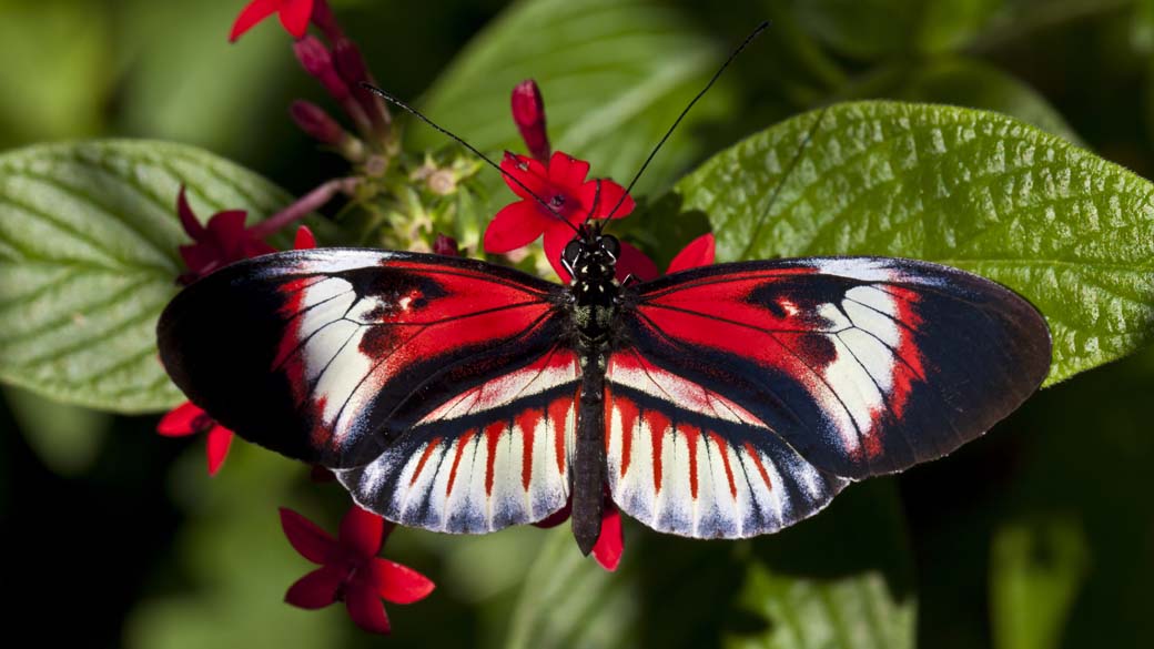 transformação da lagarta em borboleta