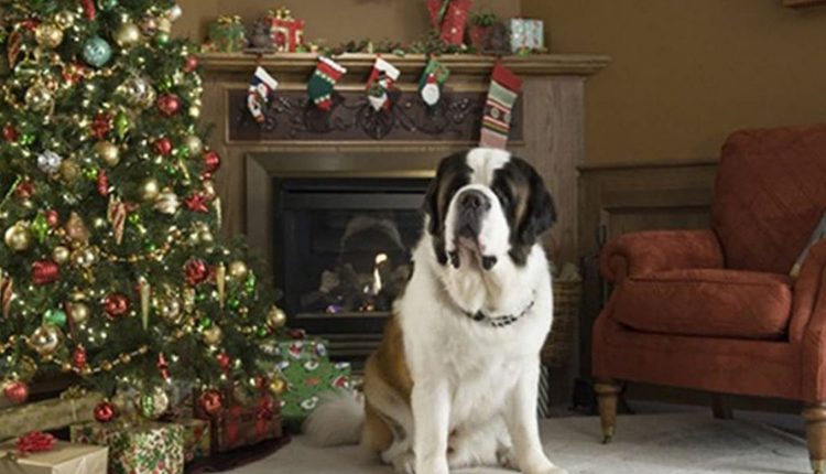 Beethoven Aventura de Natal: saiba mais sobre o cachorro grande que dá vida ao personagem