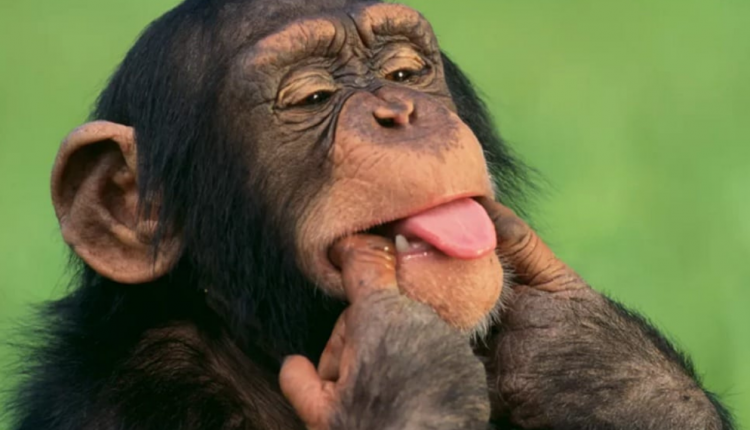 macaco mostrando lingua