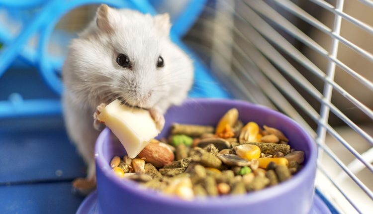 Aprenda dicas para a alimentação de pets: roedores, mamíferos silvestres e exóticos