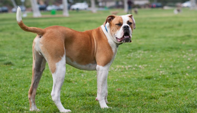 Bulldog americano: conheça o poderoso cão criado para lutar contra touros