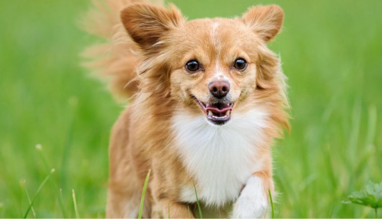 Chihuahua pelo longo: confira as características de um dos menores cães do mundo
