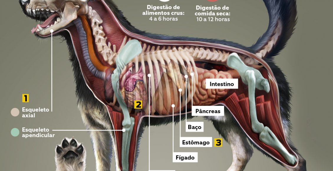 Veja Curiosidades Sobre O Corpo Do Cachorro Saiba Sobre A Anatomia