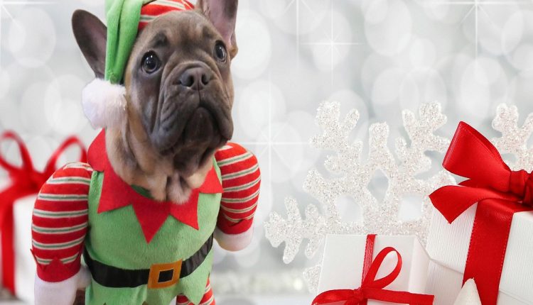 Natal dos animais: confira 10 dicas de presente para pets  
