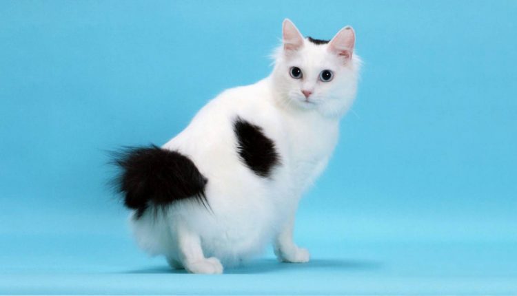 Bobtail japonês: conheça o gato que tem a calda com aspecto de "pompom"