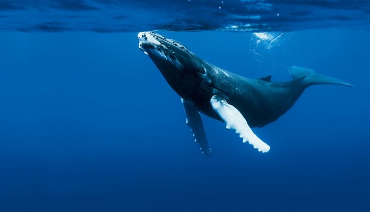 morte de 6ª baleia jubarte em 2020