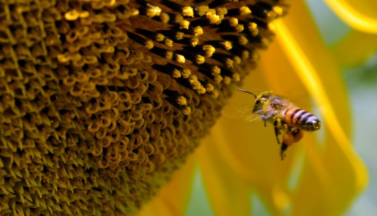 Agrotóxicos encurtam vida e mudam comportamento das abelhas - Foto Reprodução