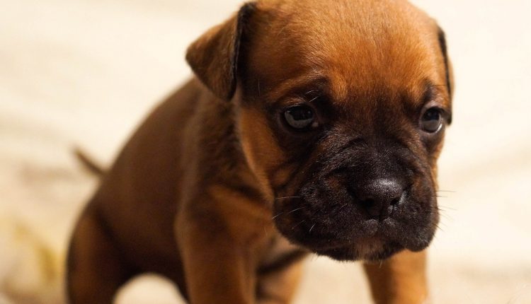 Cachorro triste: 9 sinais de que seu pet pode estar triste
