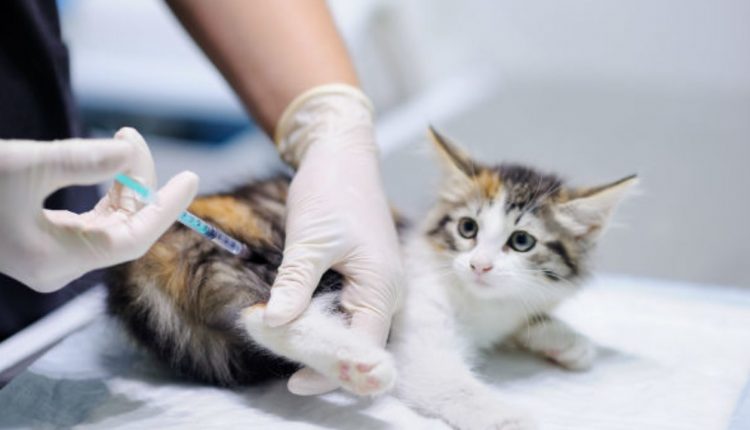 Confira quais as vacinas os cães e gatos devem tomar