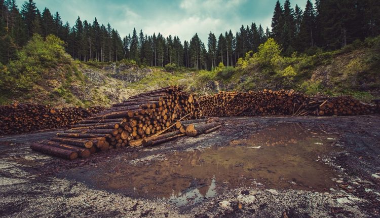 Maio registra maior taxa de desmatamento da história na Amazônia - Reprodução pixabay