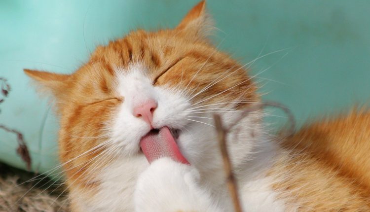 Abril das especialidades traz palestras sobre o mundo felino - Reprodução Pixabay