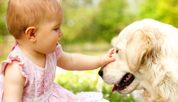 Quais as melhores raças de cachorro para conviver com crianças; saiba mais sobre o assunto