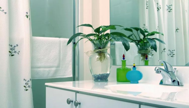 Quais são as melhores plantas para usar no banheiro? Veja 10 dicas
