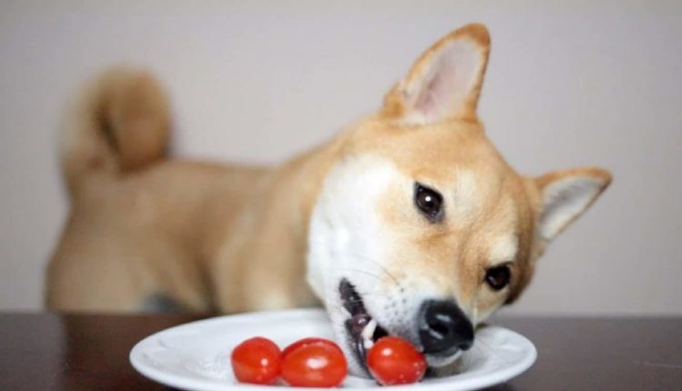 Cachorro pode comer tomate cru? Entenda os mitos e verdades por trás desse fruto