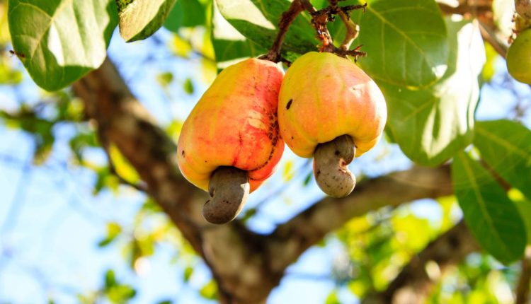 Como Cultivar Caju E Ter Uma Bela Rvore No Quintal Veja Como