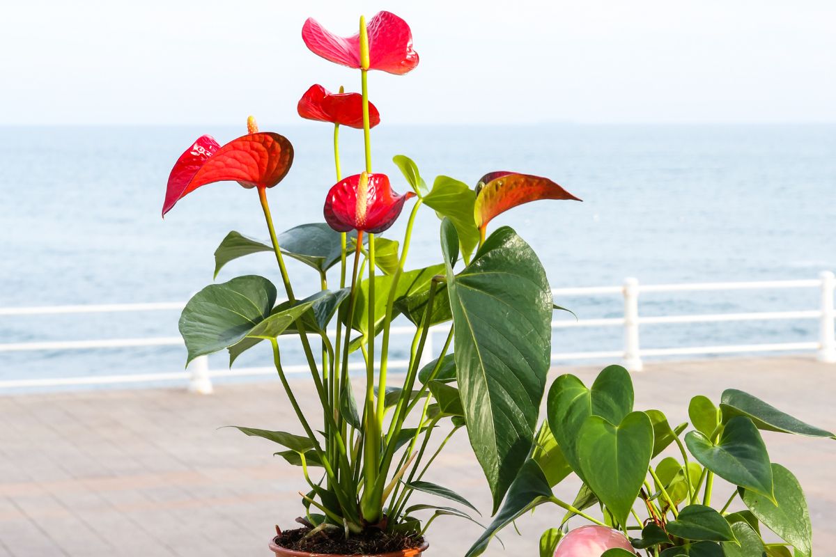 Como cuidar do Antúrio corretamente 3 dicas para ter uma planta linda