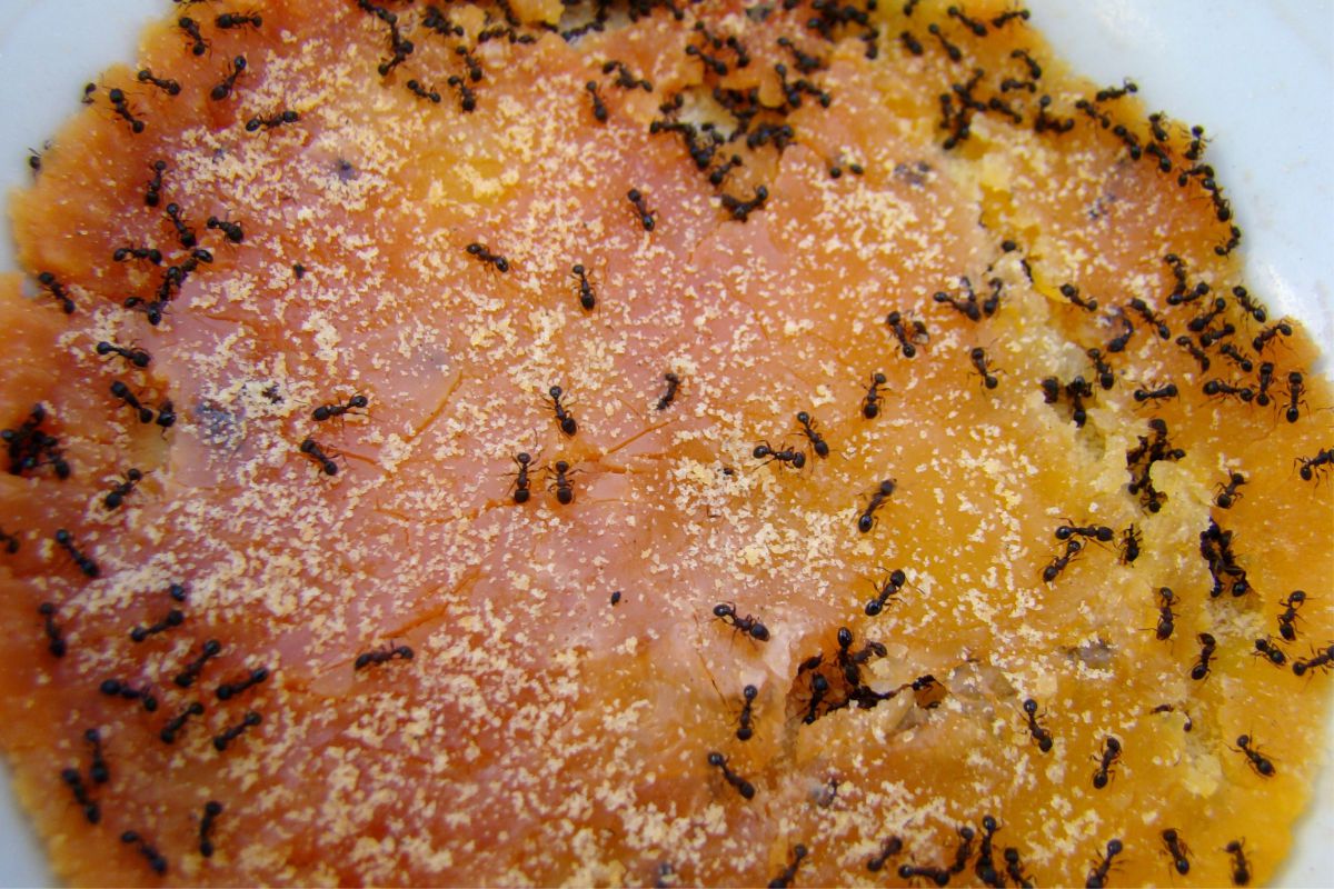 Como acabar com infestação de formigas em casa usando apenas uma misturinha caseira - Reprodução Canva Pro