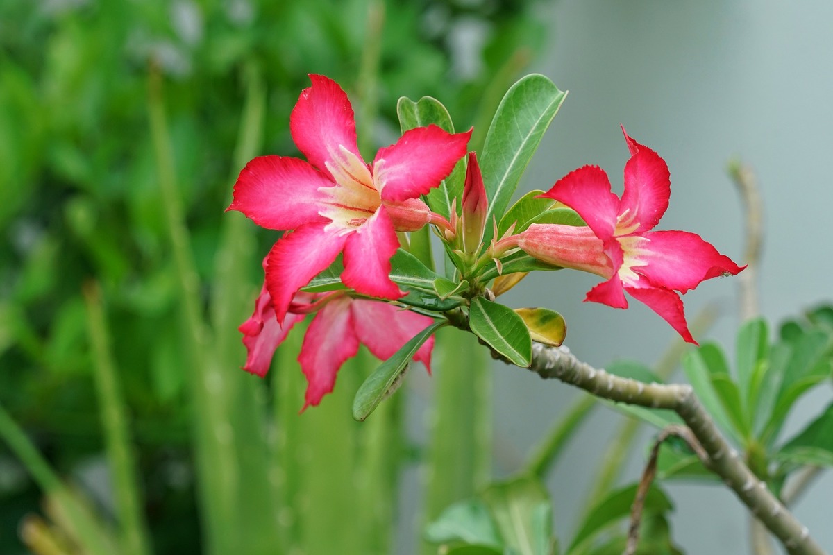 Como Cultivar Rosas Do Deserto Saiba Tudo Que Essa Planta Precisa 9825