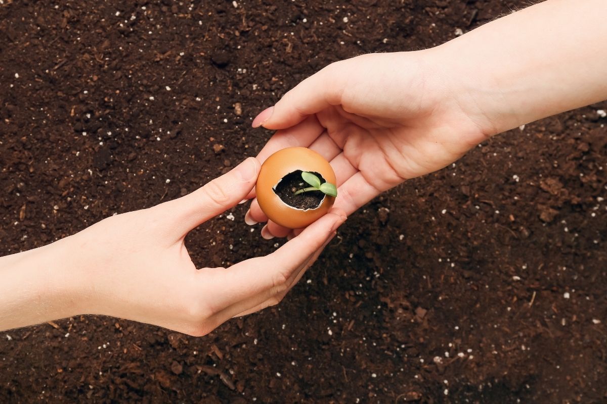 Como fazer adubo casca de ovo: saiba quais plantas gostam de casca de ovo e como usar - Reprodução: Canva