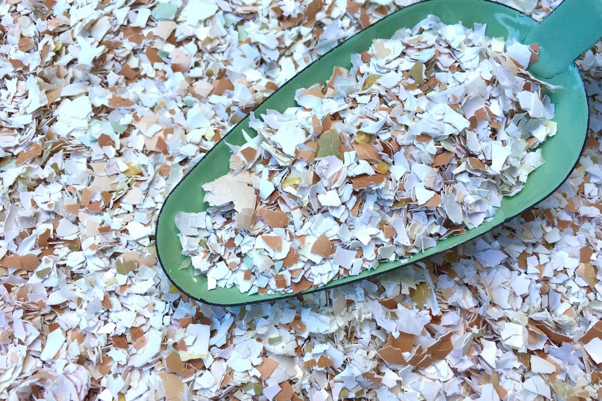 Como fazer adubo casca de ovo: saiba quais plantas gostam de casca de ovo e como usar - Reprodução: Canva 