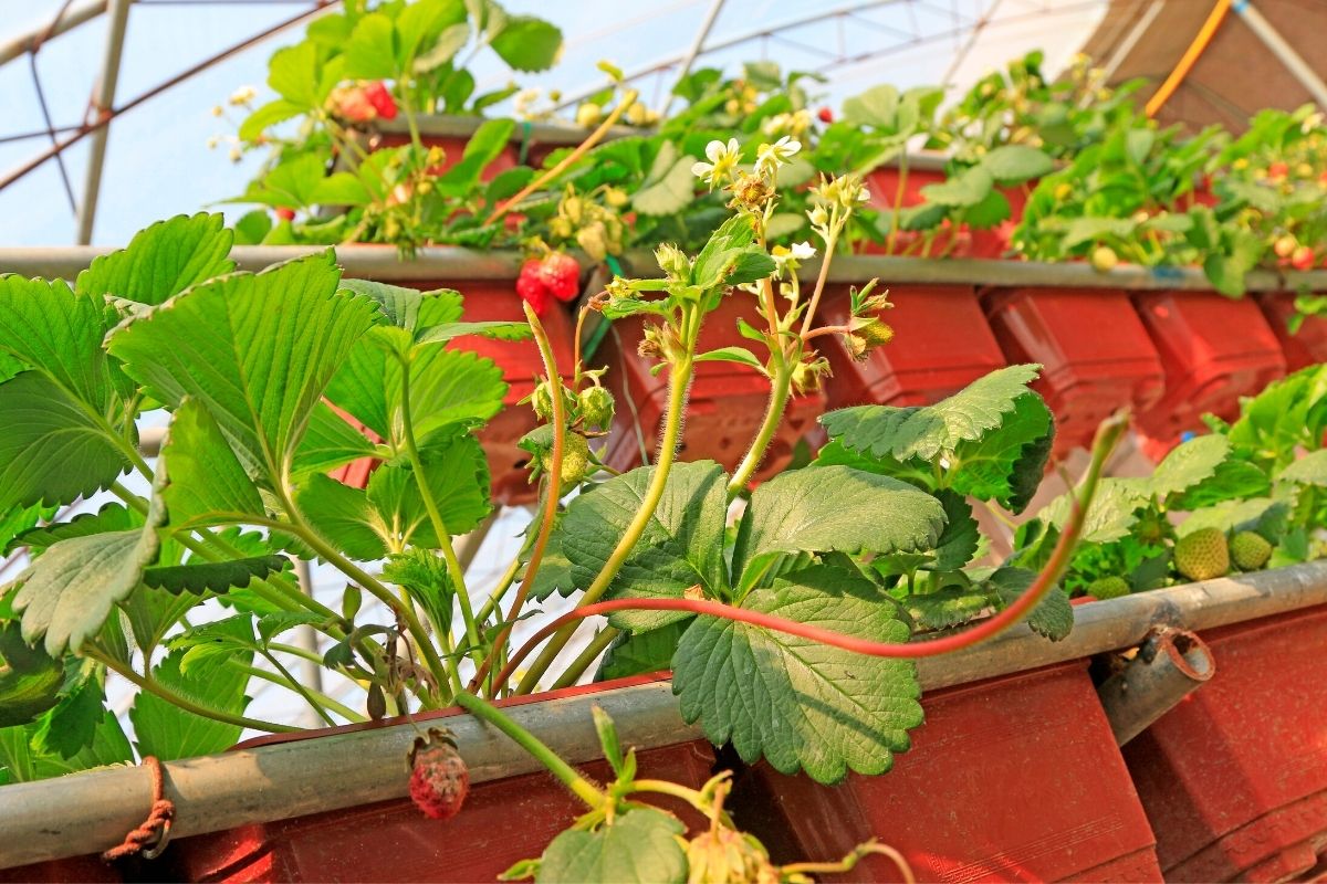 Cuidar dos morangos em casa (Reprodução Canva Pro)